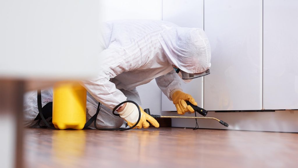 Fast Pest control Services in chittorgarh