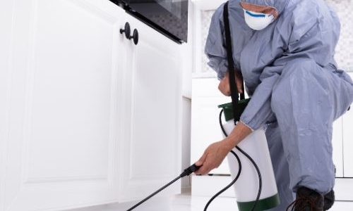 residential pest control in Chittorgarh