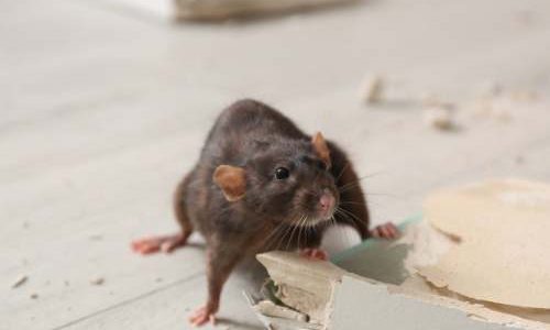 rodent control services in chittorgarh
