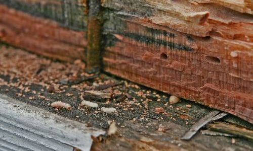 termite pest control in chittorgarh