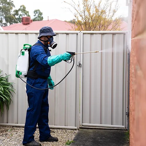 best pest control services in Chittorgarh